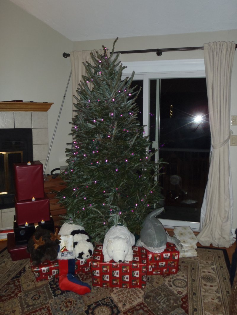 Van Wilgen's Choose & Cut your own Tree.