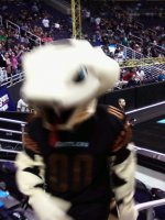 World Champion Arizona Rattlers vs San Jose SabreCats - AFL