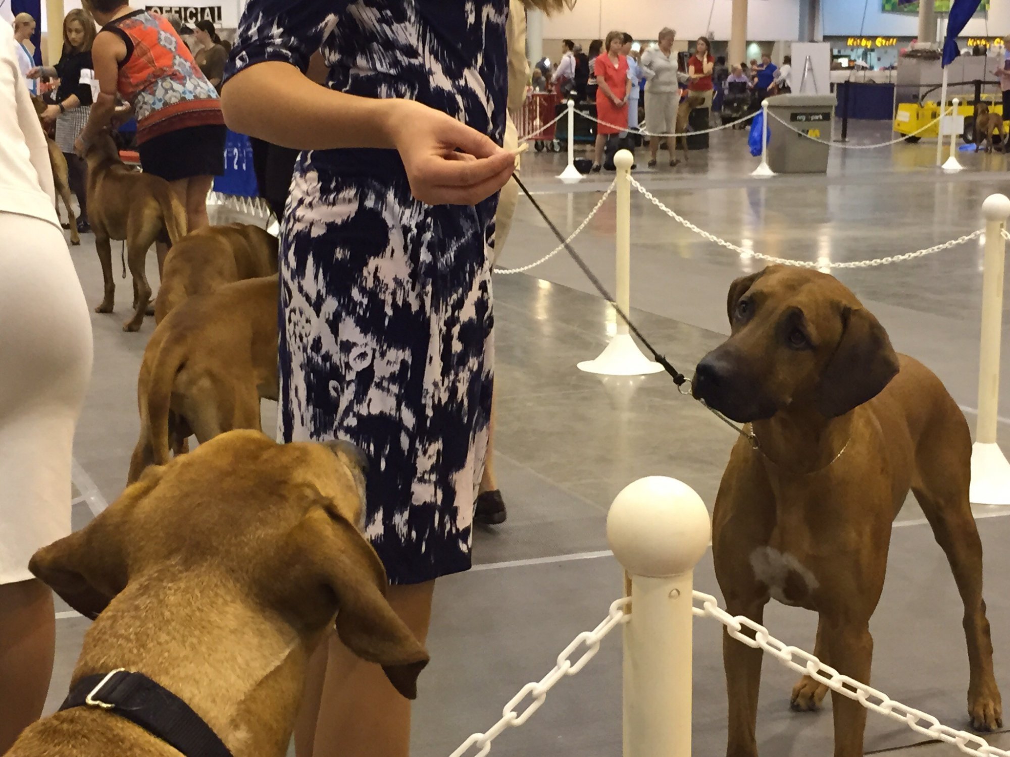 are dogs allowed at the houston dogshow