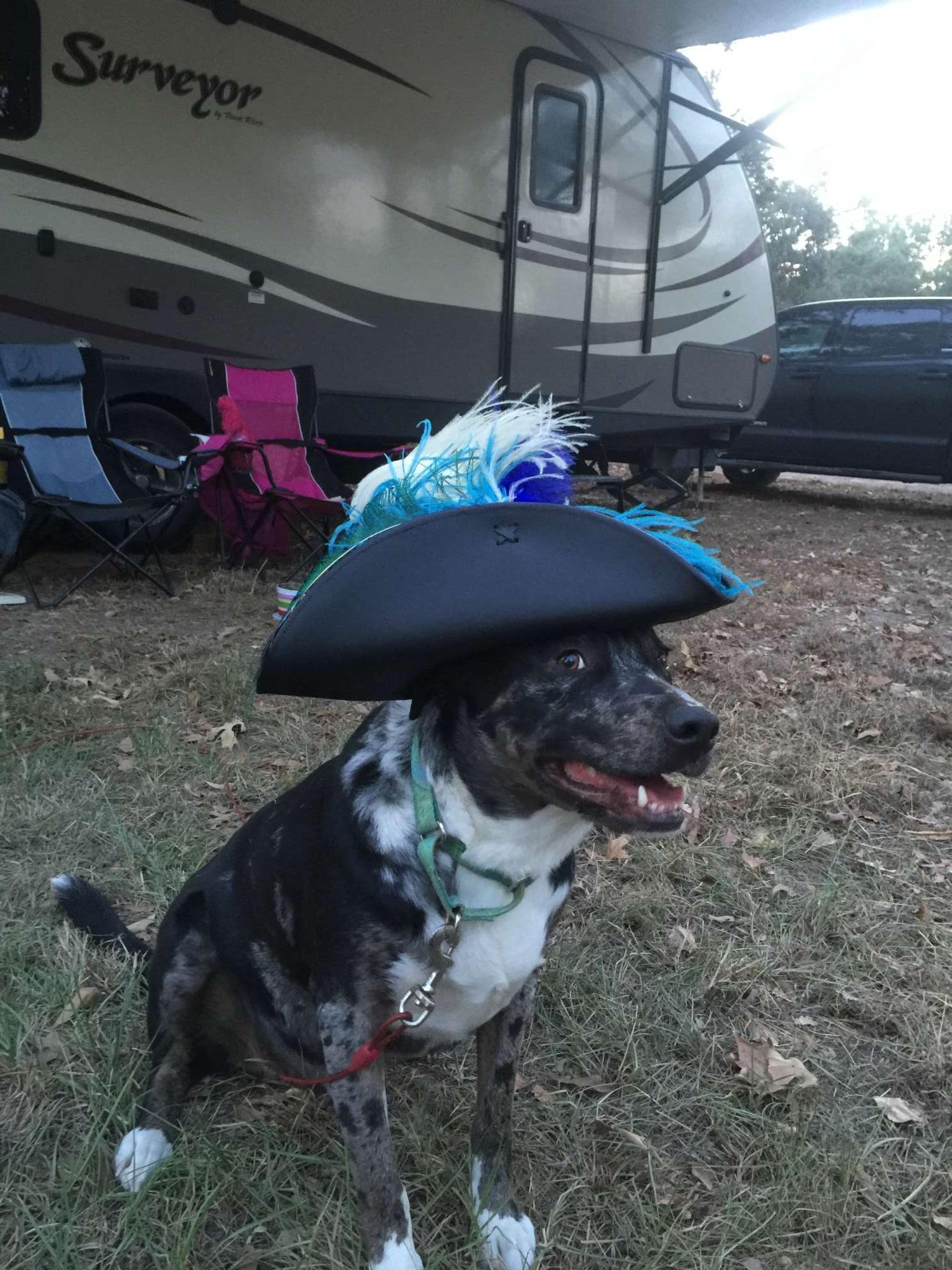 Texas Renaissance Festival - Sunday October 18 Only