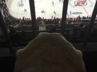 New Jersey Devils vs.  Montreal Canadiens - NHL