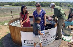 The Grape Stomp in Fredericksburg