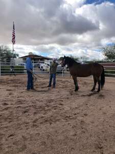 Open House Equine Rehabilitation for Ptsd & Anxiety