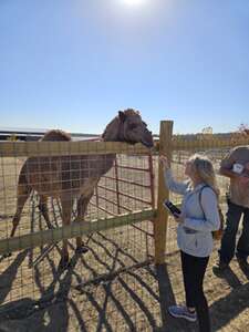 Safari Wine Tour at Grapetown Vineyard
